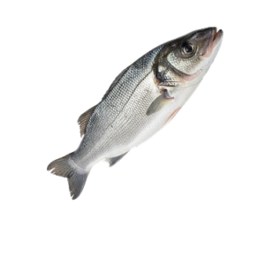 Sea Bass